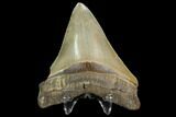 Serrated, Fossil Megalodon Tooth #124757-1